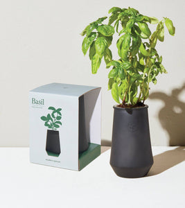 Basil Grow Kit
